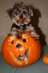 Luke's All Natural Pet Food Dog and Cat Photo Gallery