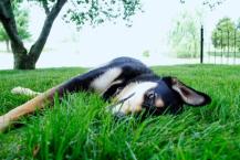 Luke's All Natural Pet Food Dog and Cat Photo Gallery