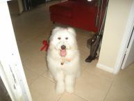 Luke's All Natural Pet Food Dog and Cat Photo Gallery