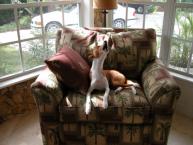 Luke's All Natural Pet Food Dog and Cat Photo Gallery