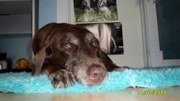 Luke's All Natural Pet Food Dog and Cat Photo Gallery
