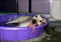 Luke's All Natural Pet Food Dog and Cat Photo Gallery