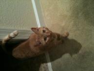 Luke's All Natural Pet Food Dog and Cat Photo Gallery