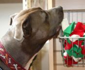Luke's All Natural Pet Food Dog and Cat Photo Gallery