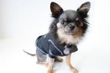 Luke's All Natural Pet Food Dog and Cat Photo Gallery