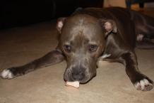 Luke's All Natural Pet Food Dog and Cat Photo Gallery