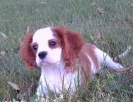 Luke's All Natural Pet Food Dog and Cat Photo Gallery