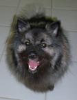 Luke's All Natural Pet Food Dog and Cat Photo Gallery