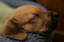 Luke's All Natural Pet Food Dog and Cat Photo Gallery