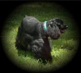 Luke's All Natural Pet Food Dog and Cat Photo Gallery