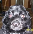 Luke's All Natural Pet Food Dog and Cat Photo Gallery