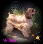 Luke's All Natural Pet Food Dog and Cat Photo Gallery