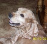 Luke's All Natural Pet Food Dog and Cat Photo Gallery