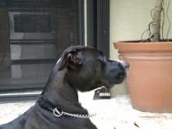 Luke's All Natural Pet Food Dog and Cat Photo Gallery