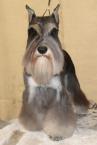Luke's All Natural Pet Food Dog and Cat Photo Gallery