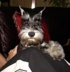 Luke's All Natural Pet Food Dog and Cat Photo Gallery