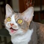 Luke's All Natural Pet Food Dog and Cat Photo Gallery