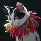 Luke's All Natural Pet Food Dog and Cat Photo Gallery