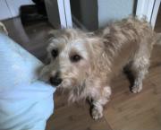 Luke's All Natural Pet Food Dog and Cat Photo Gallery