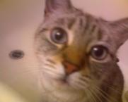 Luke's All Natural Pet Food Dog and Cat Photo Gallery