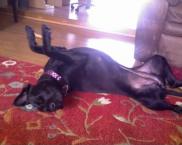Luke's All Natural Pet Food Dog and Cat Photo Gallery