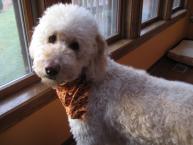 Luke's All Natural Pet Food Dog and Cat Photo Gallery