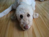 Luke's All Natural Pet Food Dog and Cat Photo Gallery