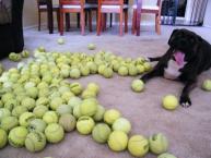 Luke's All Natural Pet Food Dog and Cat Photo Gallery