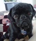 Luke's All Natural Pet Food Dog and Cat Photo Gallery