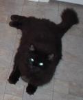 Luke's All Natural Pet Food Dog and Cat Photo Gallery