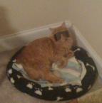 Luke's All Natural Pet Food Dog and Cat Photo Gallery