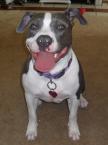 Luke's All Natural Pet Food Dog and Cat Photo Gallery