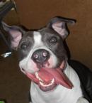 Luke's All Natural Pet Food Dog and Cat Photo Gallery