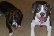 Luke's All Natural Pet Food Dog and Cat Photo Gallery