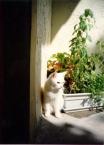 Luke's All Natural Pet Food Dog and Cat Photo Gallery
