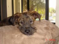 Luke's All Natural Pet Food Dog and Cat Photo Gallery