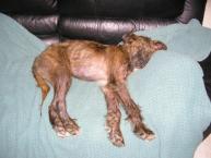 Luke's All Natural Pet Food Dog and Cat Photo Gallery