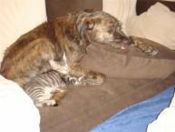 Luke's All Natural Pet Food Dog and Cat Photo Gallery