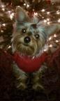 Luke's All Natural Pet Food Dog and Cat Photo Gallery