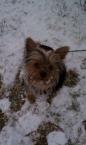 Luke's All Natural Pet Food Dog and Cat Photo Gallery