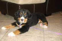 Luke's All Natural Pet Food Dog and Cat Photo Gallery