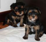 Luke's All Natural Pet Food Dog and Cat Photo Gallery