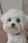 Luke's All Natural Pet Food Dog and Cat Photo Gallery