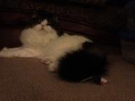 Luke's All Natural Pet Food Dog and Cat Photo Gallery