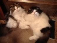 Luke's All Natural Pet Food Dog and Cat Photo Gallery