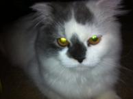 Luke's All Natural Pet Food Dog and Cat Photo Gallery