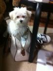 Luke's All Natural Pet Food Dog and Cat Photo Gallery