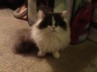 Luke's All Natural Pet Food Dog and Cat Photo Gallery