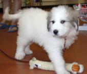 Luke's All Natural Pet Food Dog and Cat Photo Gallery
