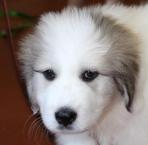 Luke's All Natural Pet Food Dog and Cat Photo Gallery